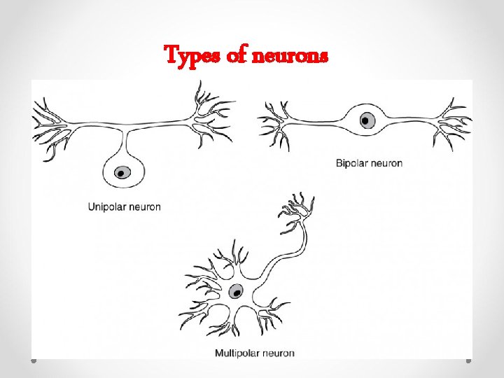 Types of neurons 