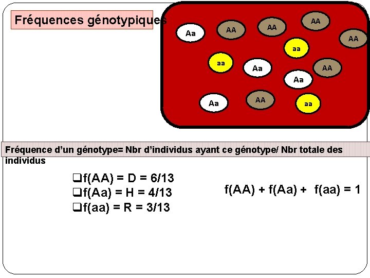 Fréquences génotypiques AA Aa AA AA AA aa aa Aa AA Aa Aa AA