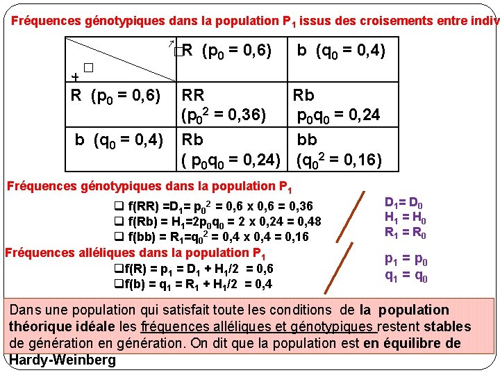 Fréquences génotypiques dans la population P 1 issus des croisements entre indiv ↗ �R