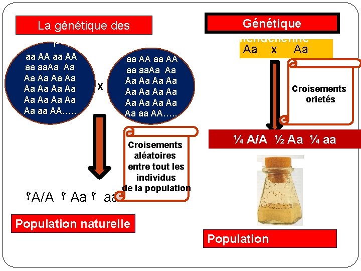 La génétique des populations aa AA aa aa. Aa Aa Aa Aa aa AA….