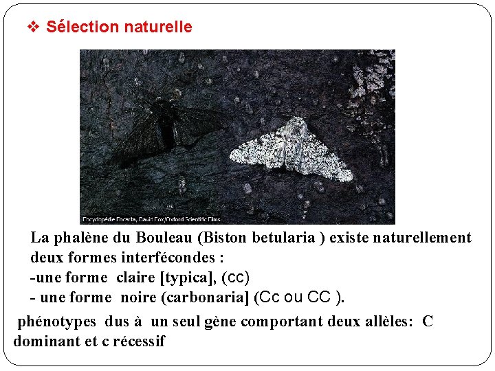 v Sélection naturelle La phalène du Bouleau (Biston betularia ) existe naturellement deux formes