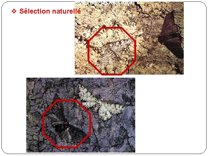 L’ÉVOLUTION DES POPULATIONS v Sélection naturelle 