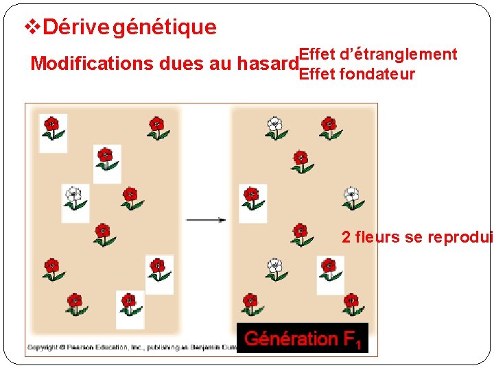 v. Dérive génétique Effet d’étranglement Modifications dues au hasard. Effet fondateur 2 fleurs se