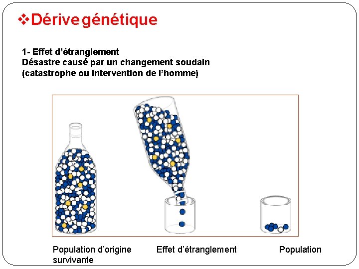 v. Dérive génétique 1 - Effet d’étranglement Désastre causé par un changement soudain (catastrophe