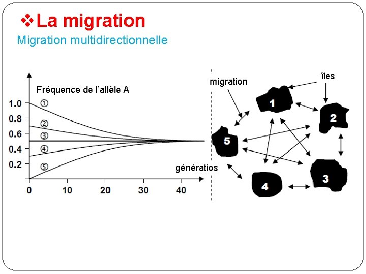 v. La migration Migration multidirectionnelle Fréquence de l’allèle A migration génératios îles 