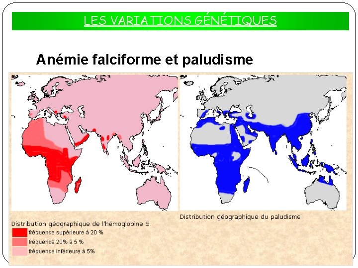 L’ÉVOLUTION DES POPULATIONS LES VARIATIONS GÉNÉTIQUES Anémie falciforme et paludisme 