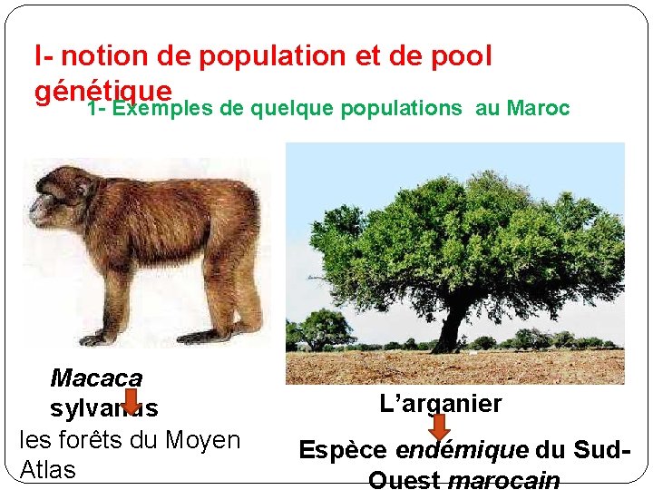 I- notion de population et de pool génétique 1 - Exemples de quelque populations