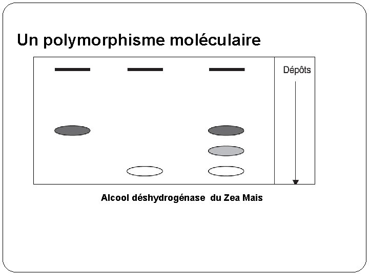 Un polymorphisme moléculaire Alcool déshydrogénase du Zea Mais 