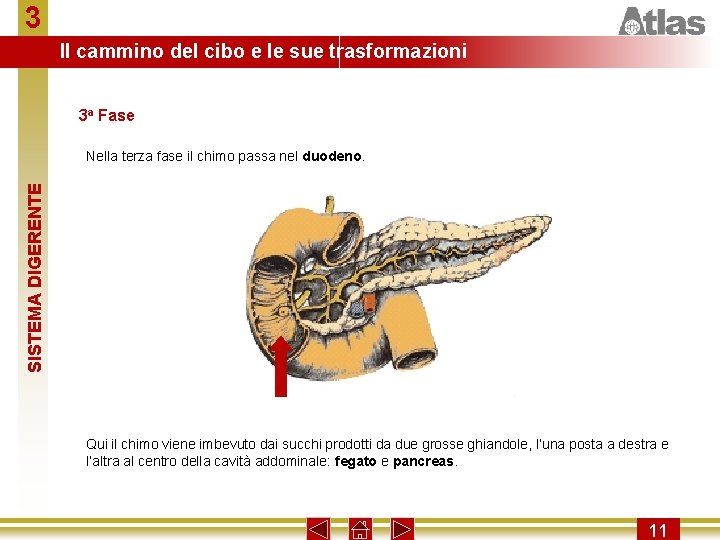 3 Il cammino del cibo e le sue trasformazioni 3 a Fase SISTEMA DIGERENTE