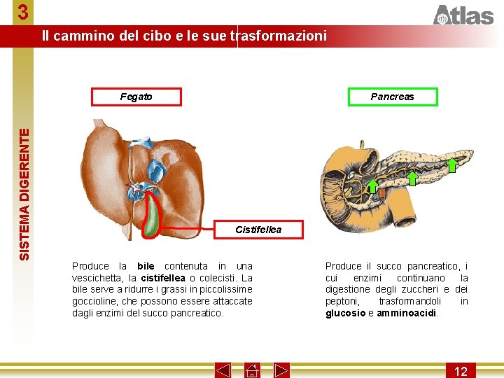 3 Il cammino del cibo e le sue trasformazioni SISTEMA DIGERENTE Fegato Pancreas Cistifellea