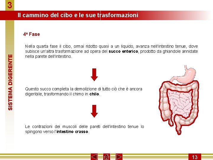 3 Il cammino del cibo e le sue trasformazioni SISTEMA DIGERENTE 4 a Fase