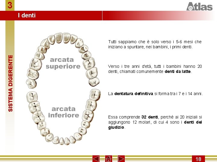 3 I denti SISTEMA DIGERENTE Tutti sappiamo che è solo verso i 5 -6