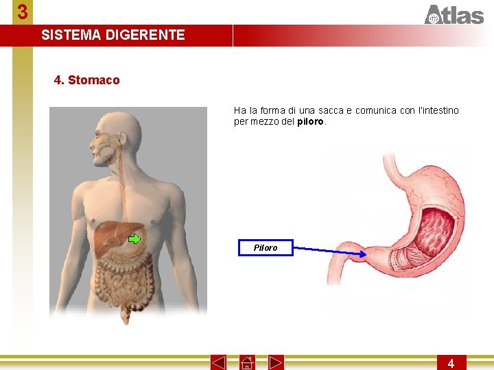 3 SISTEMA DIGERENTE 4. Stomaco Ha la forma di una sacca e comunica con