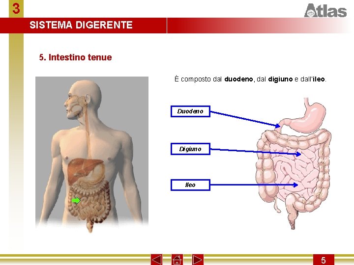 3 SISTEMA DIGERENTE 5. Intestino tenue È composto dal duodeno, dal digiuno e dall’ileo.