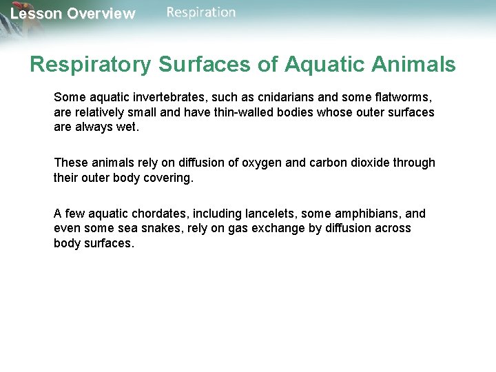Lesson Overview Respiration Respiratory Surfaces of Aquatic Animals Some aquatic invertebrates, such as cnidarians Lesson Overview Respiration Respiratory Surfaces of Aquatic Animals Some aquatic invertebrates, such as cnidarians