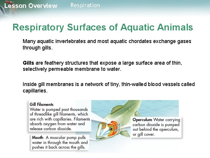 Lesson Overview Respiration Respiratory Surfaces of Aquatic Animals Many aquatic invertebrates and most aquatic Lesson Overview Respiration Respiratory Surfaces of Aquatic Animals Many aquatic invertebrates and most aquatic