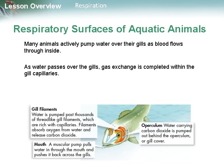 Lesson Overview Respiration Respiratory Surfaces of Aquatic Animals Many animals actively pump water over Lesson Overview Respiration Respiratory Surfaces of Aquatic Animals Many animals actively pump water over