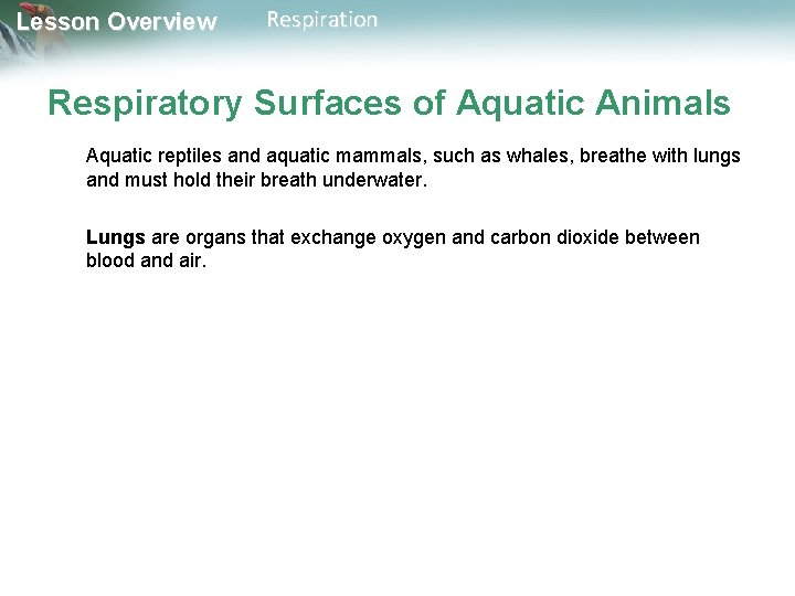 Lesson Overview Respiration Respiratory Surfaces of Aquatic Animals Aquatic reptiles and aquatic mammals, such Lesson Overview Respiration Respiratory Surfaces of Aquatic Animals Aquatic reptiles and aquatic mammals, such