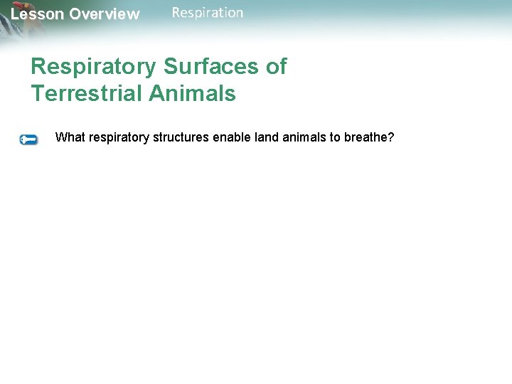 Lesson Overview Respiration Respiratory Surfaces of Terrestrial Animals What respiratory structures enable land animals Lesson Overview Respiration Respiratory Surfaces of Terrestrial Animals What respiratory structures enable land animals