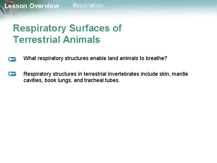 Lesson Overview Respiration Respiratory Surfaces of Terrestrial Animals What respiratory structures enable land animals Lesson Overview Respiration Respiratory Surfaces of Terrestrial Animals What respiratory structures enable land animals