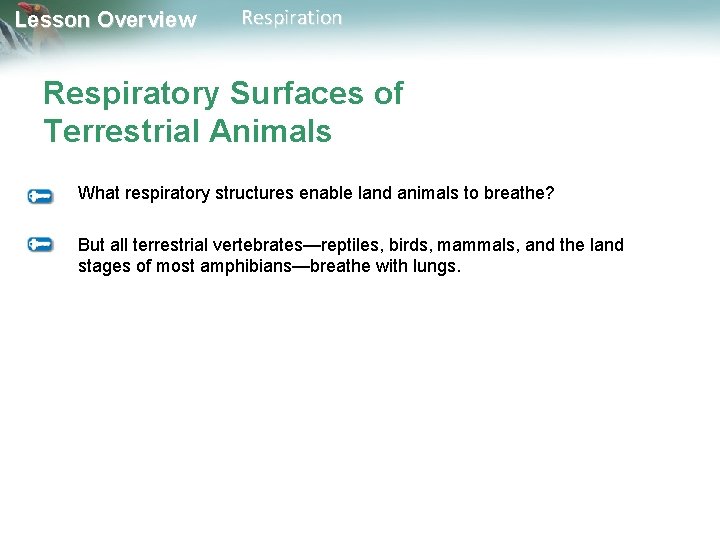 Lesson Overview Respiration Respiratory Surfaces of Terrestrial Animals What respiratory structures enable land animals Lesson Overview Respiration Respiratory Surfaces of Terrestrial Animals What respiratory structures enable land animals