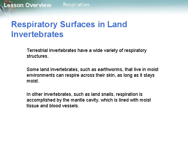 Lesson Overview Respiration Respiratory Surfaces in Land Invertebrates Terrestrial invertebrates have a wide variety Lesson Overview Respiration Respiratory Surfaces in Land Invertebrates Terrestrial invertebrates have a wide variety