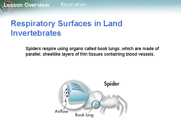 Lesson Overview Respiration Respiratory Surfaces in Land Invertebrates Spiders respire using organs called book Lesson Overview Respiration Respiratory Surfaces in Land Invertebrates Spiders respire using organs called book