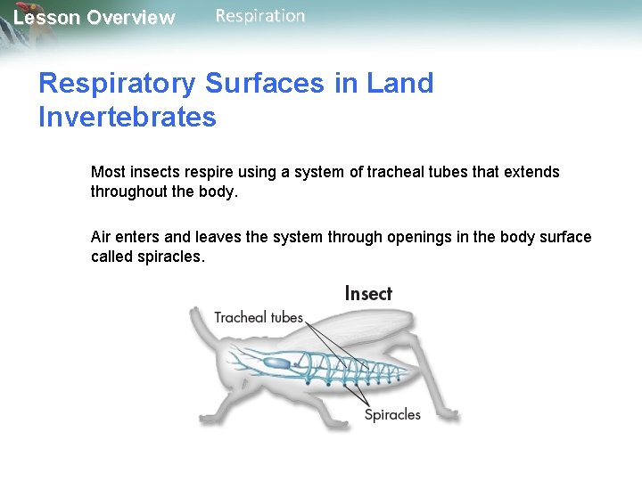 Lesson Overview Respiration Respiratory Surfaces in Land Invertebrates Most insects respire using a system Lesson Overview Respiration Respiratory Surfaces in Land Invertebrates Most insects respire using a system