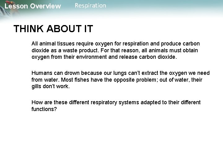 Lesson Overview Respiration THINK ABOUT IT All animal tissues require oxygen for respiration and Lesson Overview Respiration THINK ABOUT IT All animal tissues require oxygen for respiration and