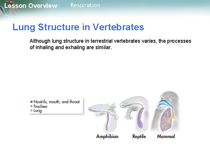 Lesson Overview Respiration Lung Structure in Vertebrates Although lung structure in terrestrial vertebrates varies, Lesson Overview Respiration Lung Structure in Vertebrates Although lung structure in terrestrial vertebrates varies,