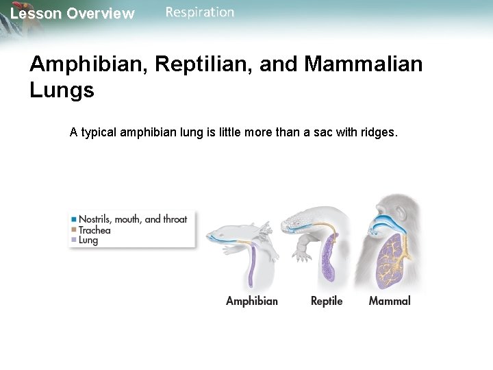 Lesson Overview Respiration Amphibian, Reptilian, and Mammalian Lungs A typical amphibian lung is little Lesson Overview Respiration Amphibian, Reptilian, and Mammalian Lungs A typical amphibian lung is little