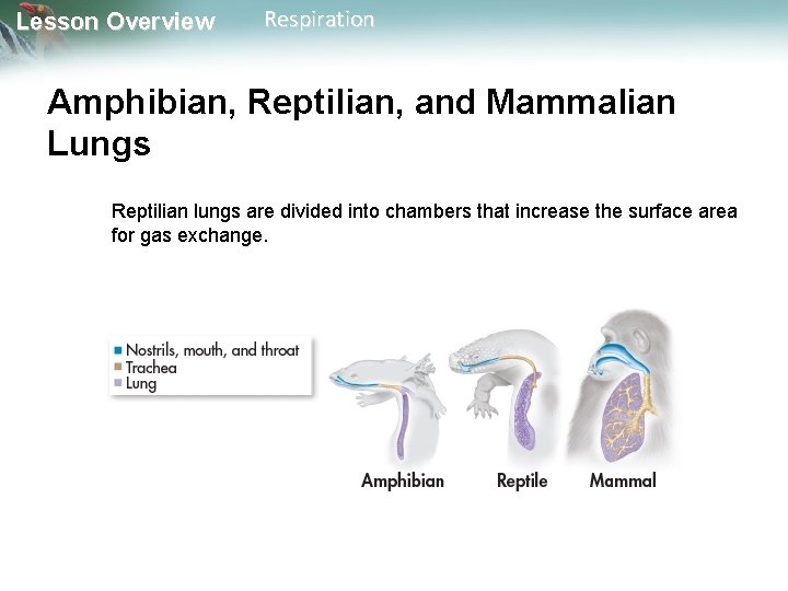 Lesson Overview Respiration Amphibian, Reptilian, and Mammalian Lungs Reptilian lungs are divided into chambers Lesson Overview Respiration Amphibian, Reptilian, and Mammalian Lungs Reptilian lungs are divided into chambers