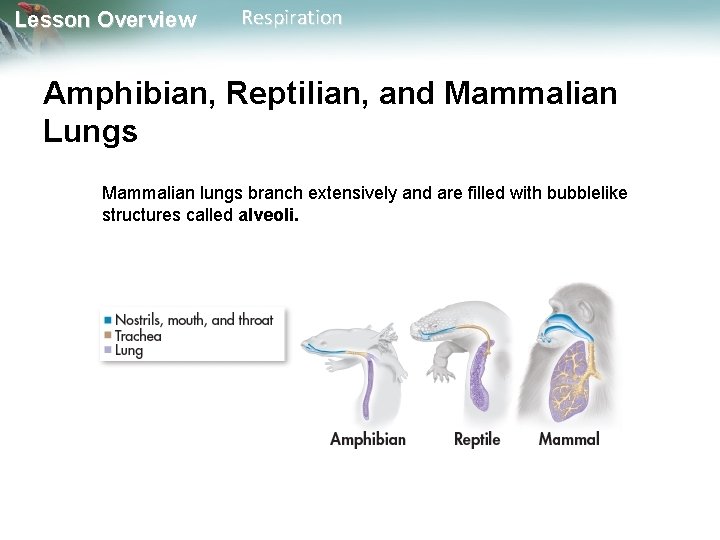 Lesson Overview Respiration Amphibian, Reptilian, and Mammalian Lungs Mammalian lungs branch extensively and are Lesson Overview Respiration Amphibian, Reptilian, and Mammalian Lungs Mammalian lungs branch extensively and are