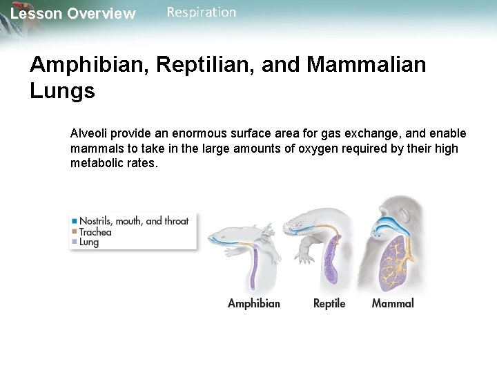 Lesson Overview Respiration Amphibian, Reptilian, and Mammalian Lungs Alveoli provide an enormous surface area Lesson Overview Respiration Amphibian, Reptilian, and Mammalian Lungs Alveoli provide an enormous surface area