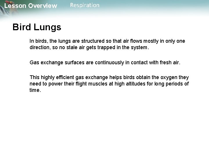 Lesson Overview Respiration Bird Lungs In birds, the lungs are structured so that air Lesson Overview Respiration Bird Lungs In birds, the lungs are structured so that air
