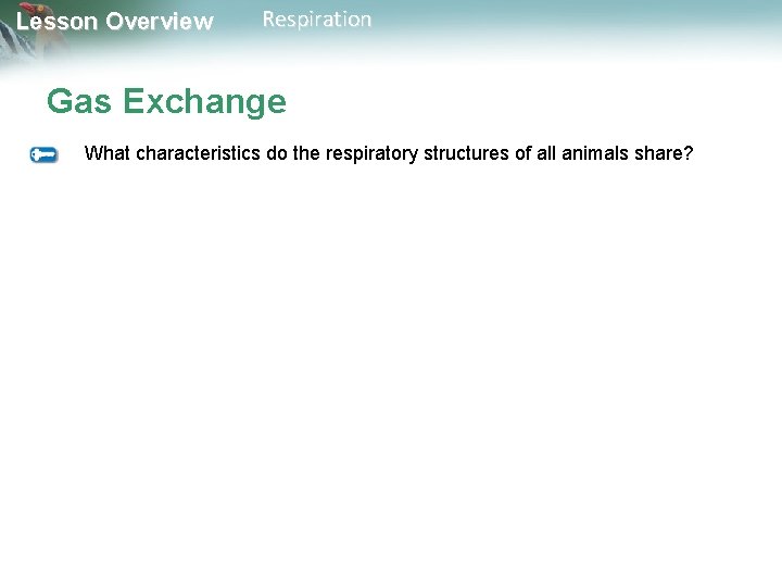 Lesson Overview Respiration Gas Exchange What characteristics do the respiratory structures of all animals Lesson Overview Respiration Gas Exchange What characteristics do the respiratory structures of all animals