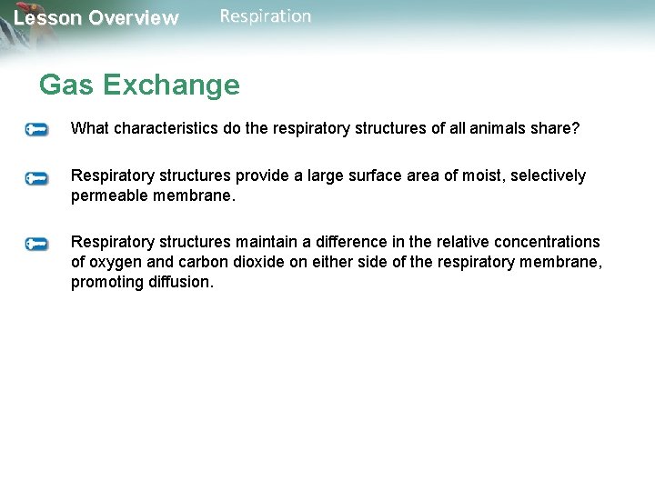 Lesson Overview Respiration Gas Exchange What characteristics do the respiratory structures of all animals Lesson Overview Respiration Gas Exchange What characteristics do the respiratory structures of all animals