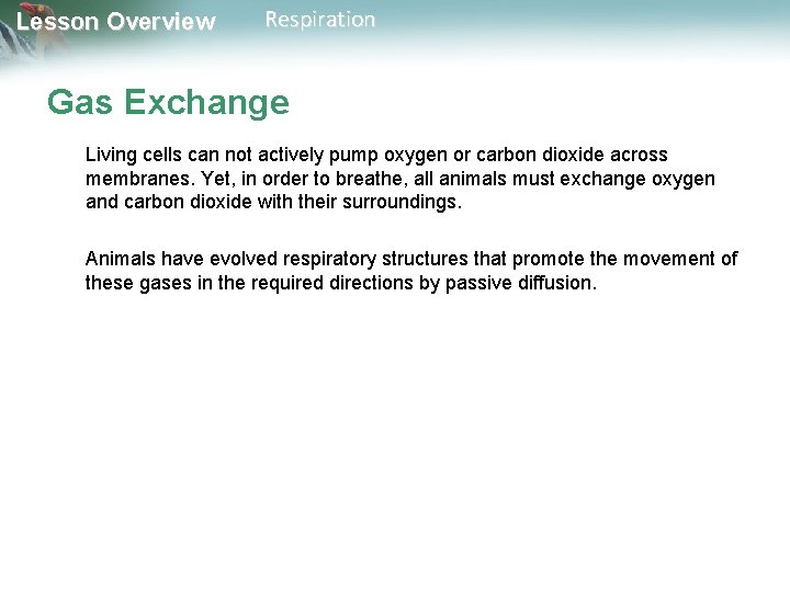 Lesson Overview Respiration Gas Exchange Living cells can not actively pump oxygen or carbon Lesson Overview Respiration Gas Exchange Living cells can not actively pump oxygen or carbon