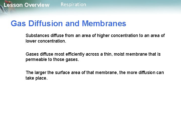 Lesson Overview Respiration Gas Diffusion and Membranes Substances diffuse from an area of higher Lesson Overview Respiration Gas Diffusion and Membranes Substances diffuse from an area of higher