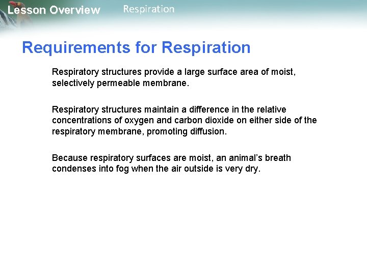 Lesson Overview Respiration Requirements for Respiration Respiratory structures provide a large surface area of Lesson Overview Respiration Requirements for Respiration Respiratory structures provide a large surface area of