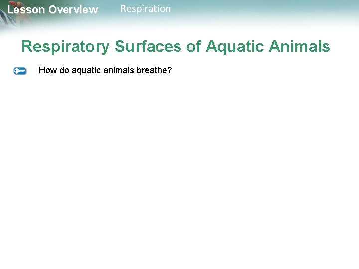 Lesson Overview Respiration Respiratory Surfaces of Aquatic Animals How do aquatic animals breathe? Lesson Overview Respiration Respiratory Surfaces of Aquatic Animals How do aquatic animals breathe?