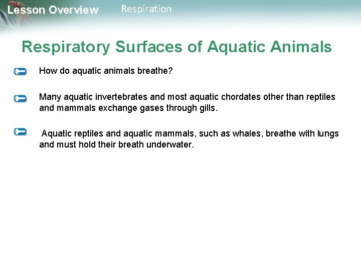 Lesson Overview Respiration Respiratory Surfaces of Aquatic Animals How do aquatic animals breathe? Many Lesson Overview Respiration Respiratory Surfaces of Aquatic Animals How do aquatic animals breathe? Many