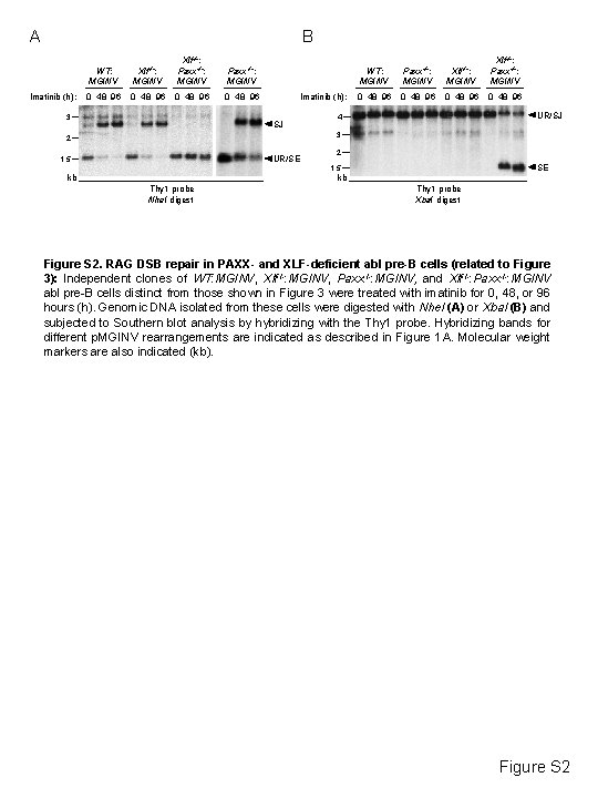 A B Imatinib (h): WT: MGINV Xlf-/-: Paxx-/-: MGINV 0 48 96 3 Imatinib