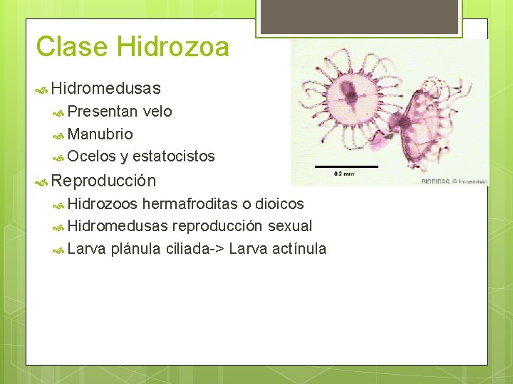 Clase Hidrozoa Hidromedusas Presentan velo Manubrio Ocelos y estatocistos Reproducción Hidrozoos hermafroditas o dioicos