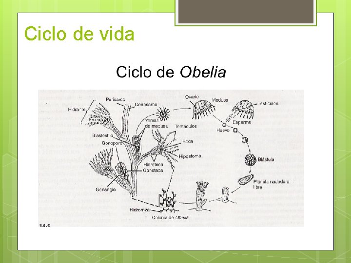 Ciclo de vida 