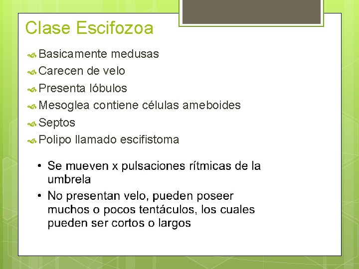 Clase Escifozoa Basicamente medusas Carecen de velo Presenta lóbulos Mesoglea contiene células ameboides Septos