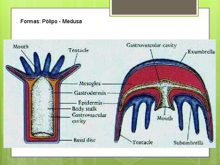 Formas: Pólipo - Medusa Pólipo vs. Medusa 