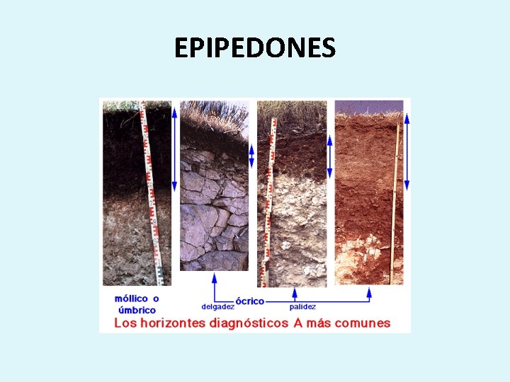 EPIPEDONES 