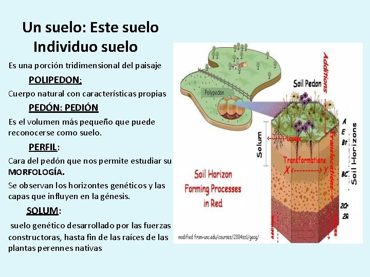 Un suelo: Este suelo Individuo suelo Es una porción tridimensional del paisaje POLIPEDON: Cuerpo