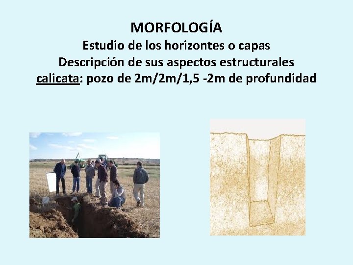 MORFOLOGÍA Estudio de los horizontes o capas Descripción de sus aspectos estructurales calicata: pozo